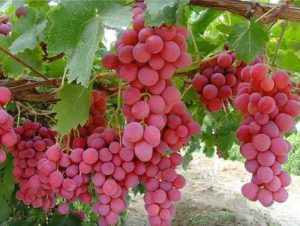 Ruby Roman Grapes