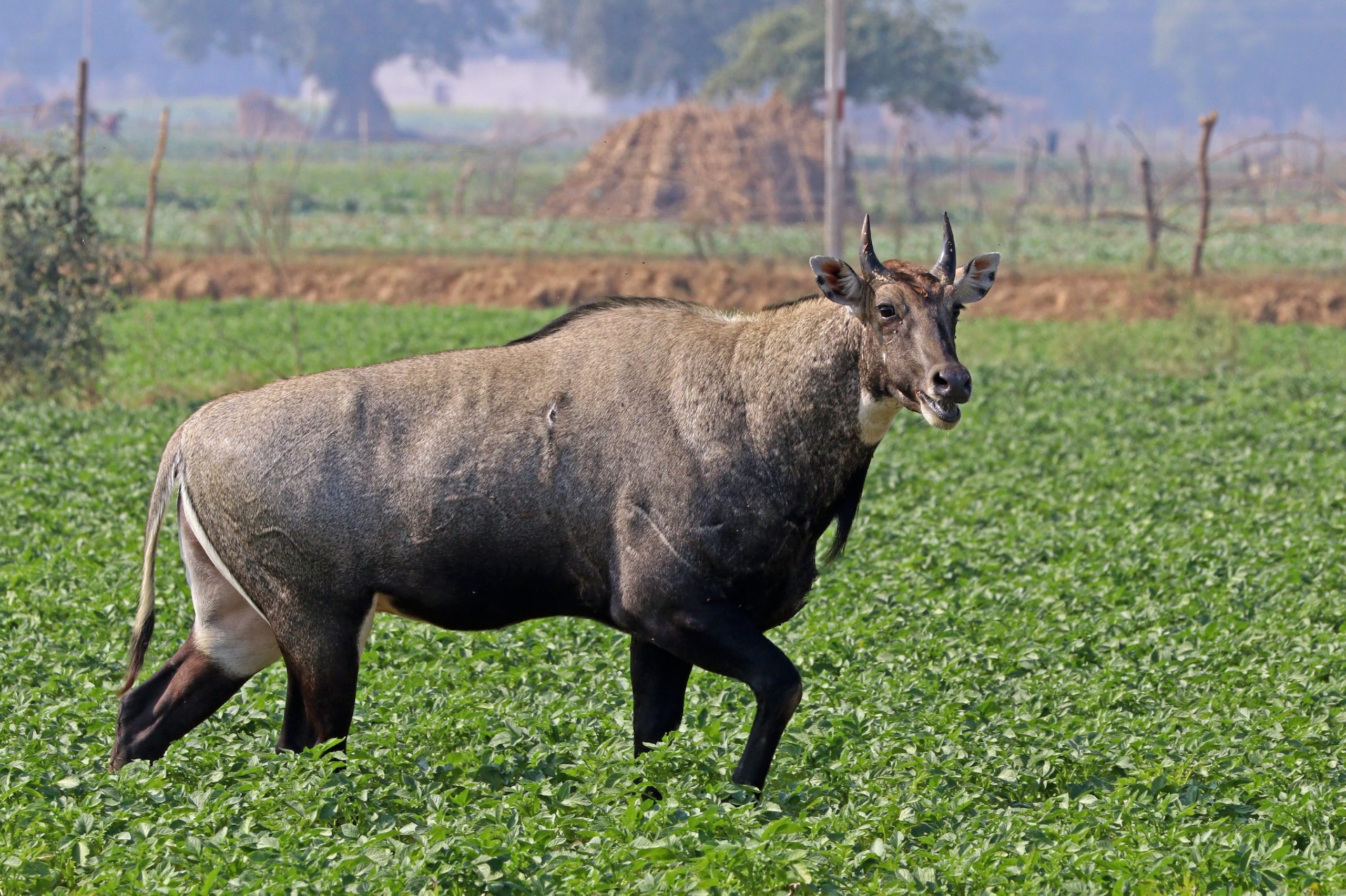 nilgai scaled दिल्ली: नोएडा में नील गायों का बुरा हाल, कंक्रीट के जंगल ने छीन लिया आशियाना