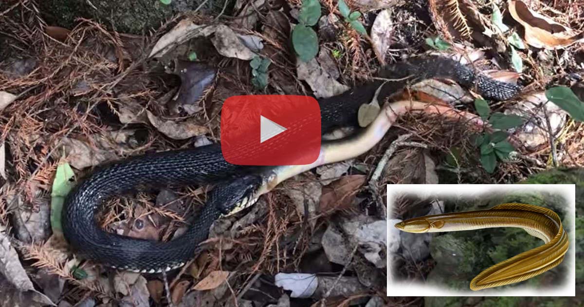 viral video water snake wrestling american eel