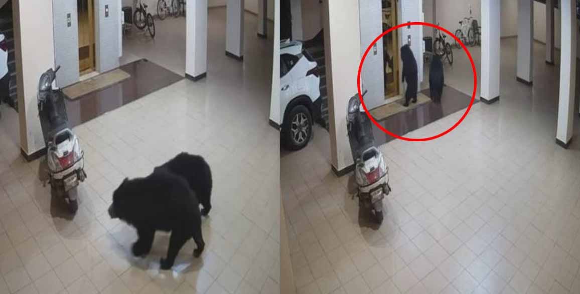 Bear2 CCTV में कैद हुआ अपार्टमेंट में घुसा भालू, लिफ्ट खोलने की भी की कोशिश