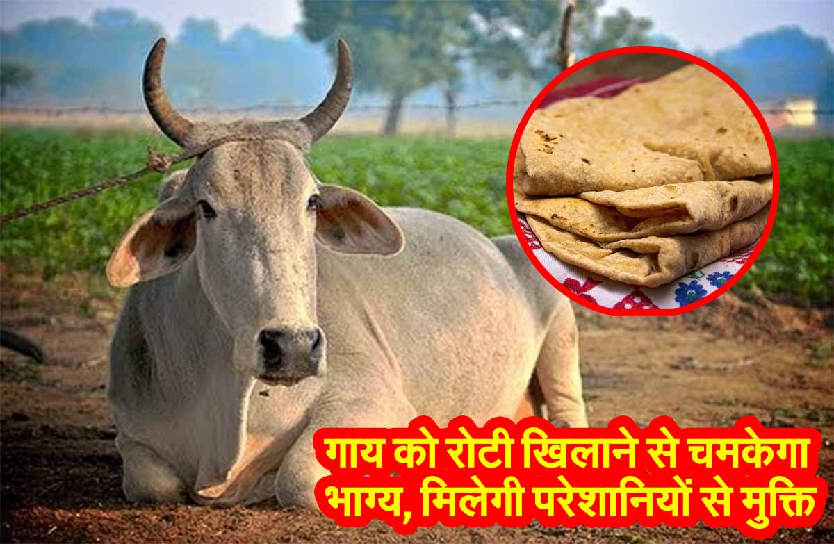 Astrology Tips for Cow