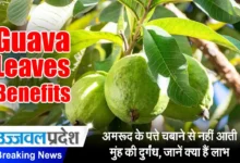 Guava Leaves Benefits