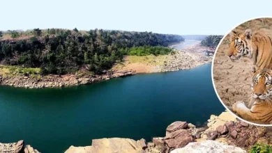 MP News Ken Betwa Project