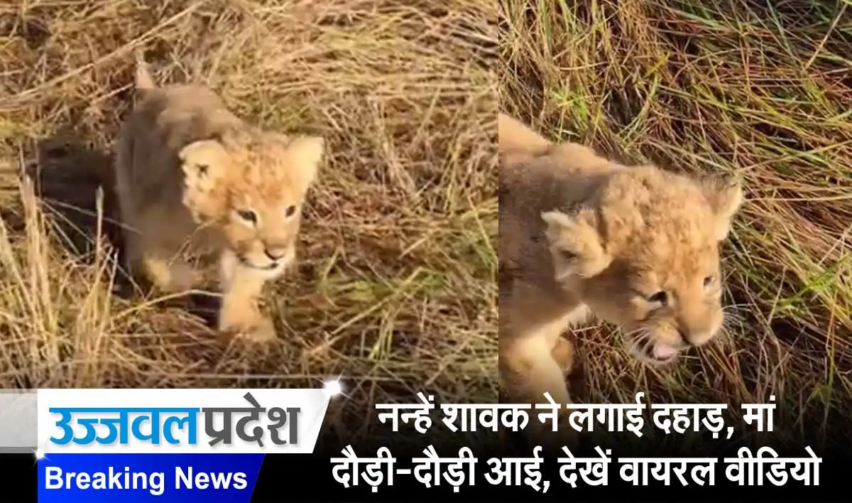 Viral video on lion