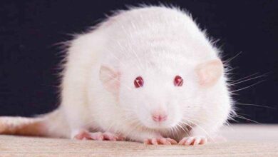 White Rat